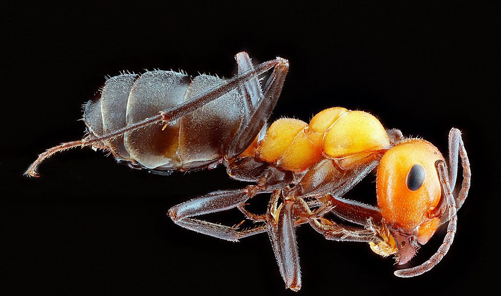 Ant Control service in Bloomington, IL