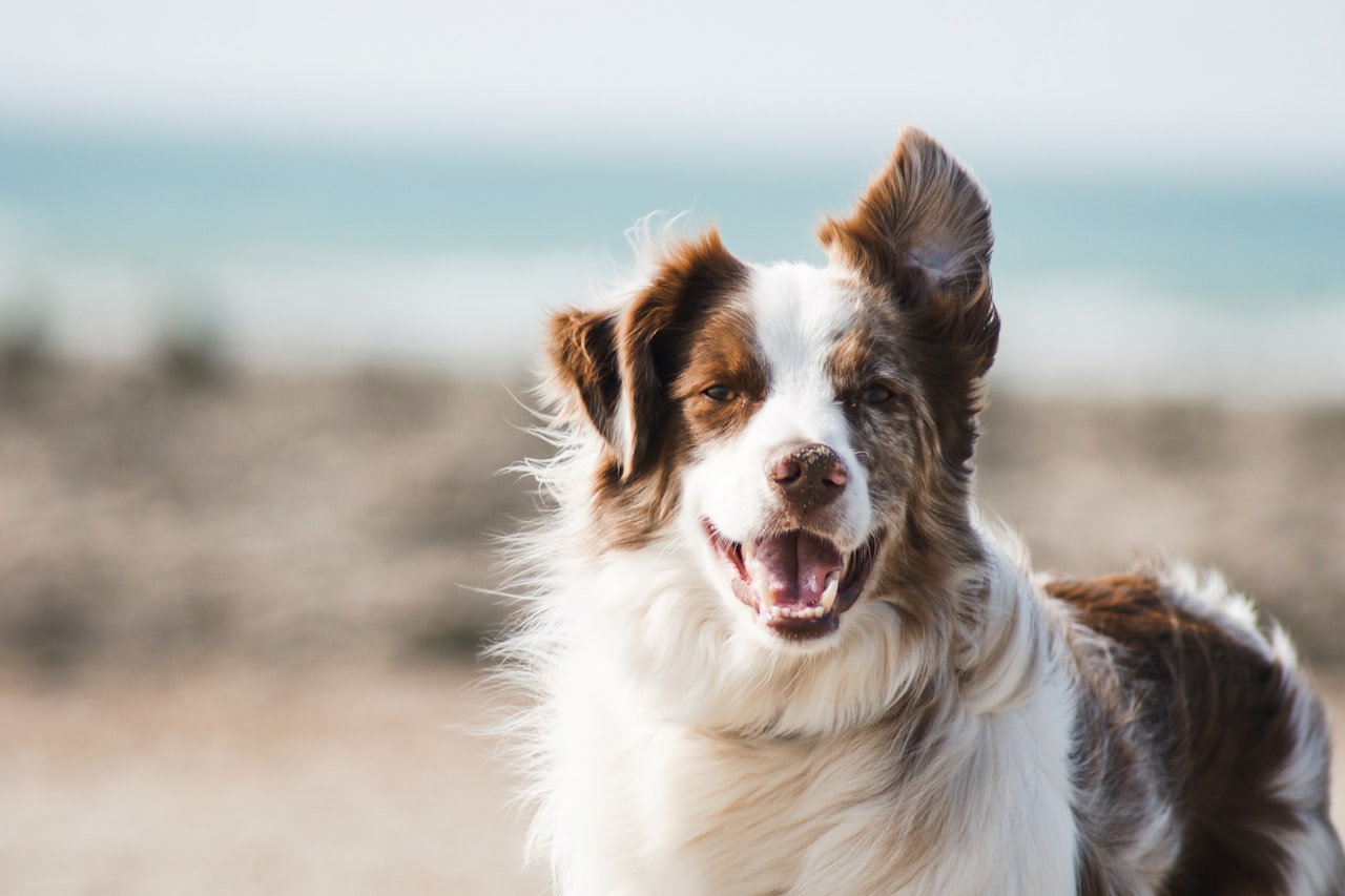 Flea & Tick Control service in Bloomington, IL