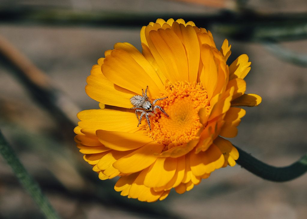 Spider Control service in Bloomington, IL